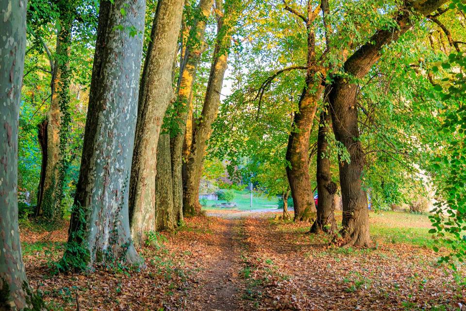 Allée d'arbres