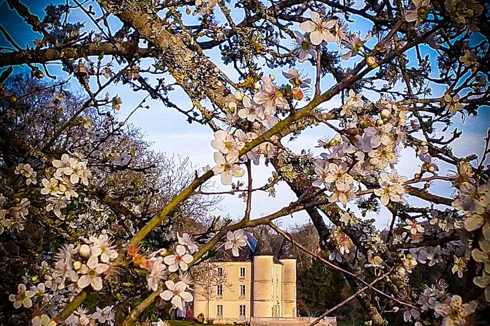 Fleurs de printemps