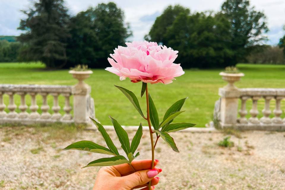Fleur du domaine