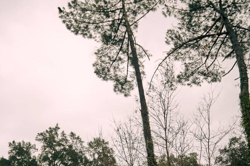 Le marié sous les pins landais