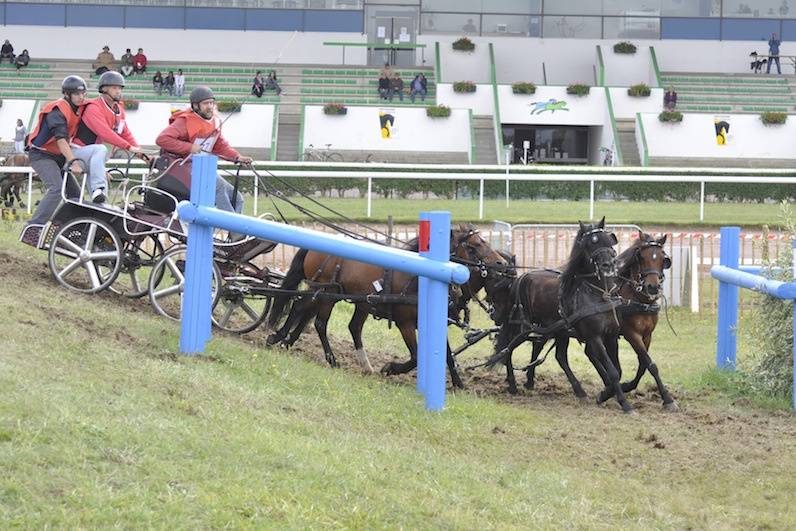 Concours calèche