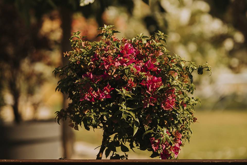 Bougainvillé de l'Espillier