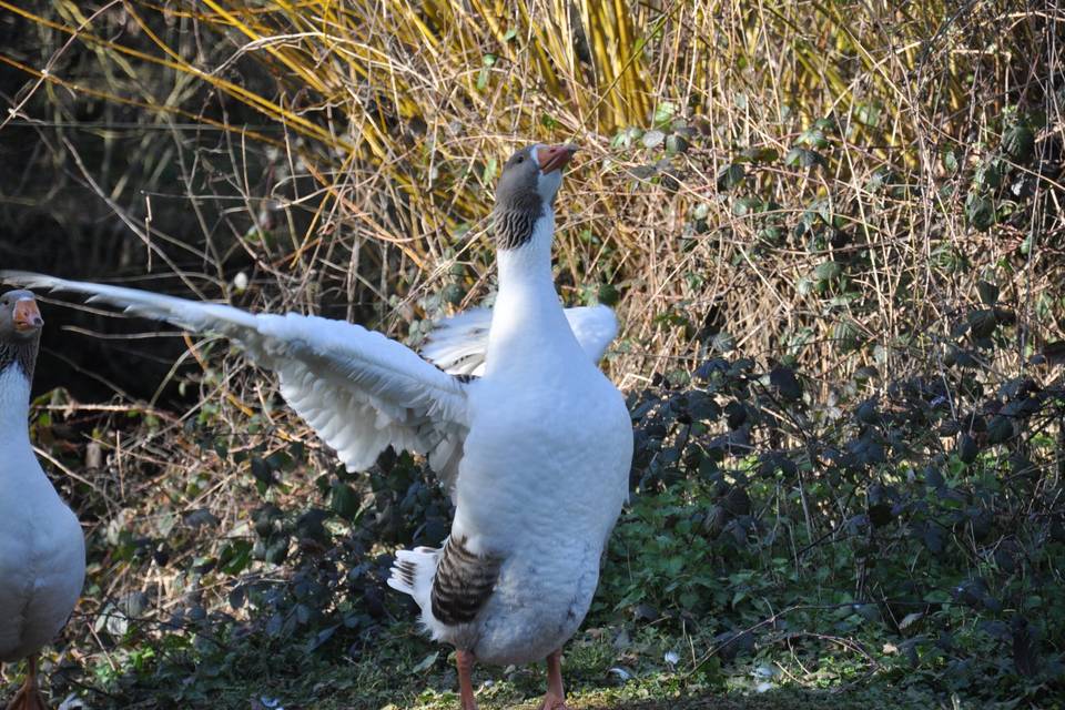 Les animaux du château