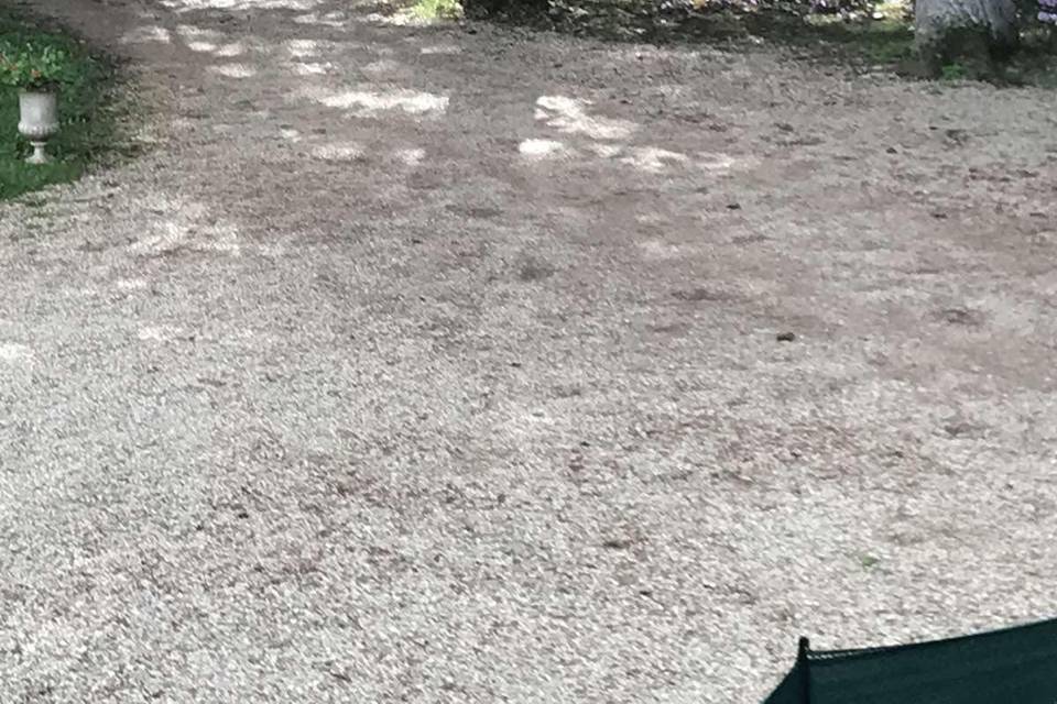 parterre de cyclamens