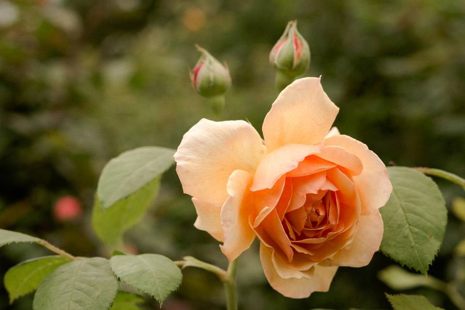 Rose de jardin