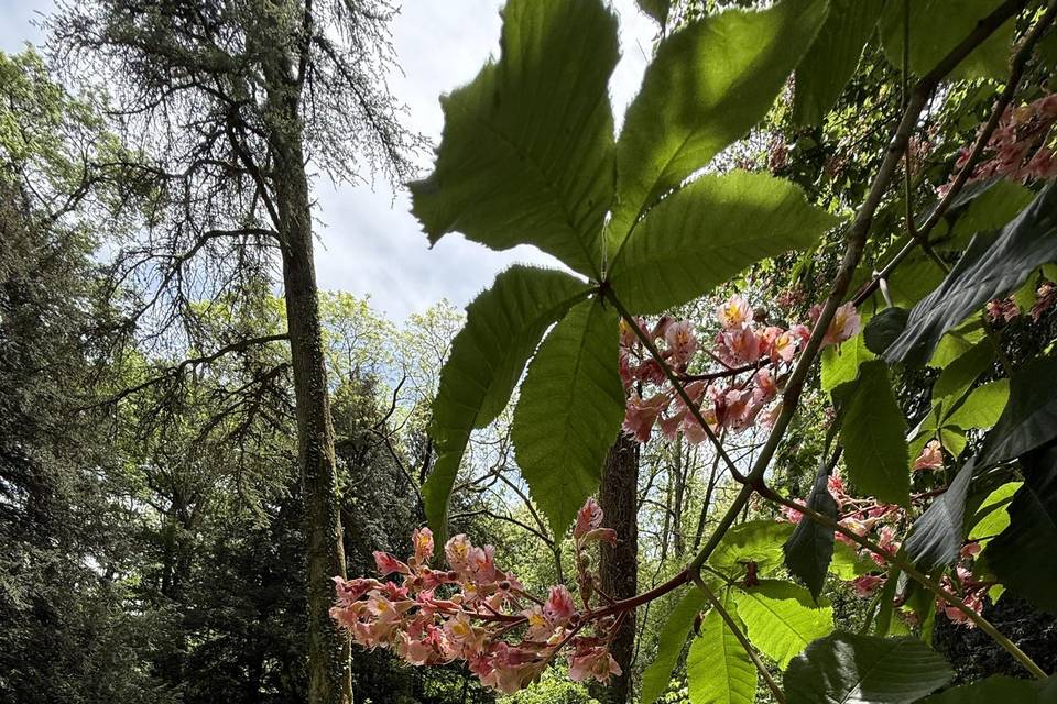 Le parc : marronnier