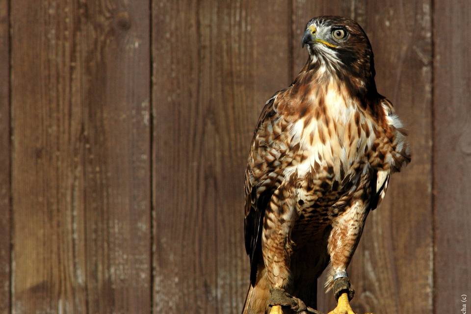 Falcon Temporis Fauconnerie