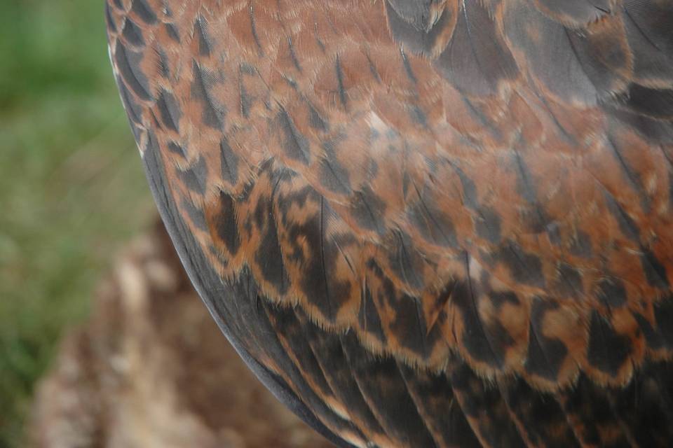 Falcon Temporis Fauconnerie