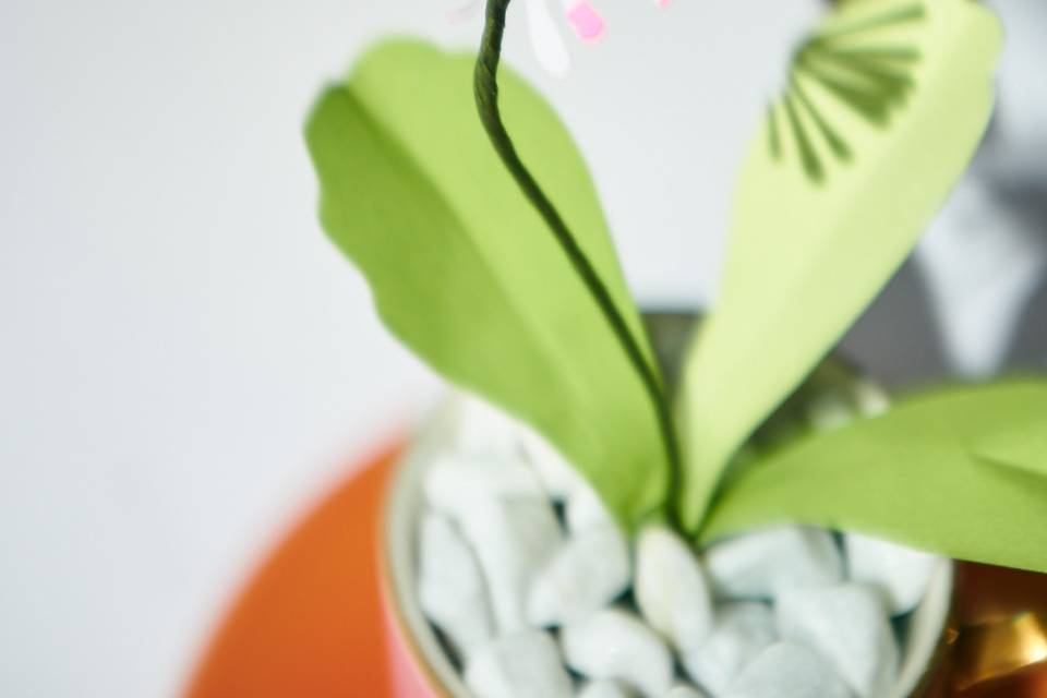 Fleur de paquerette