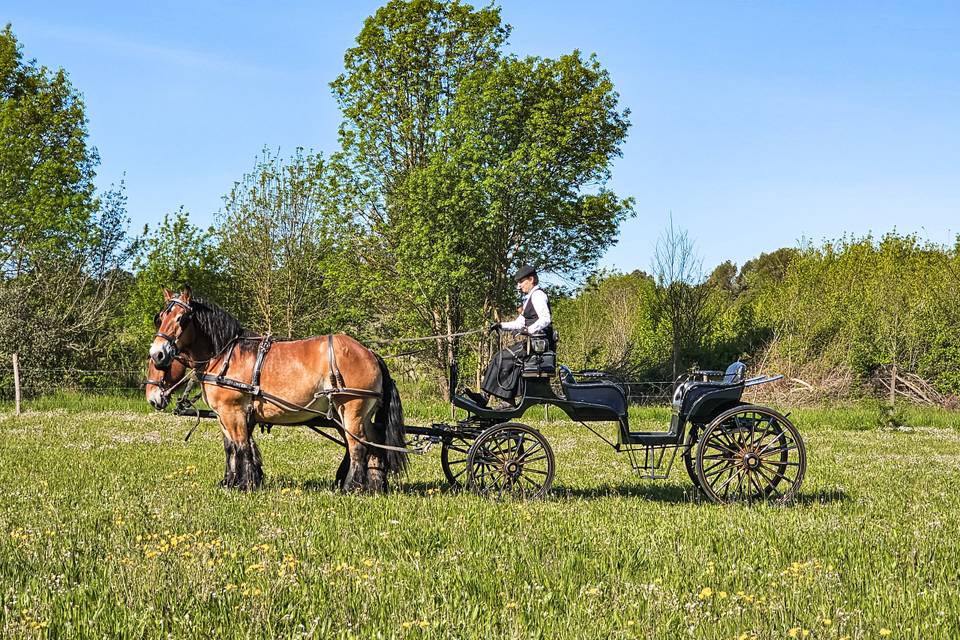 Prestige 1 cheval