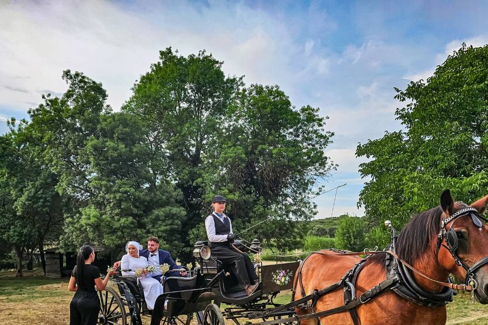 Prestige 1 cheval