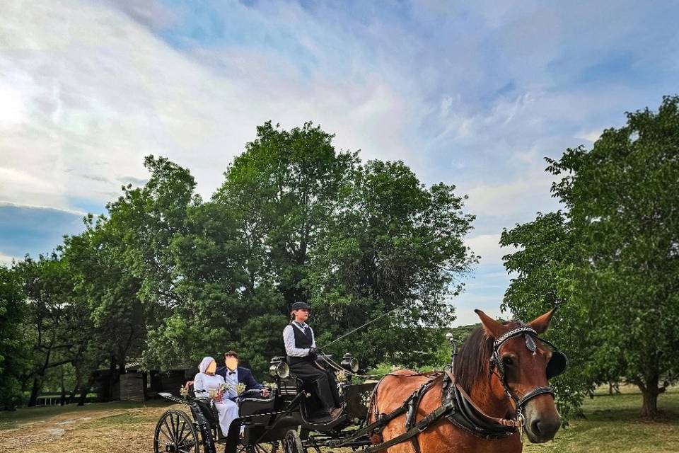 Prestige 1 cheval