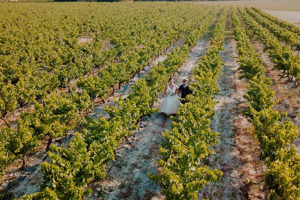 Promenade dans les vignes