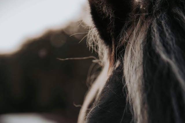 Emilie Van-Assche Photographie