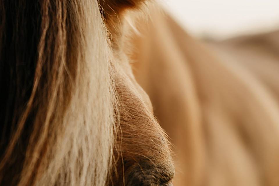 EV Photographie