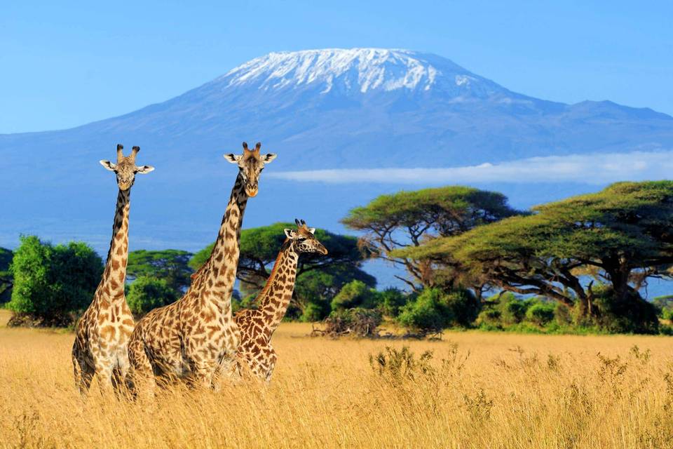 Tanzanie