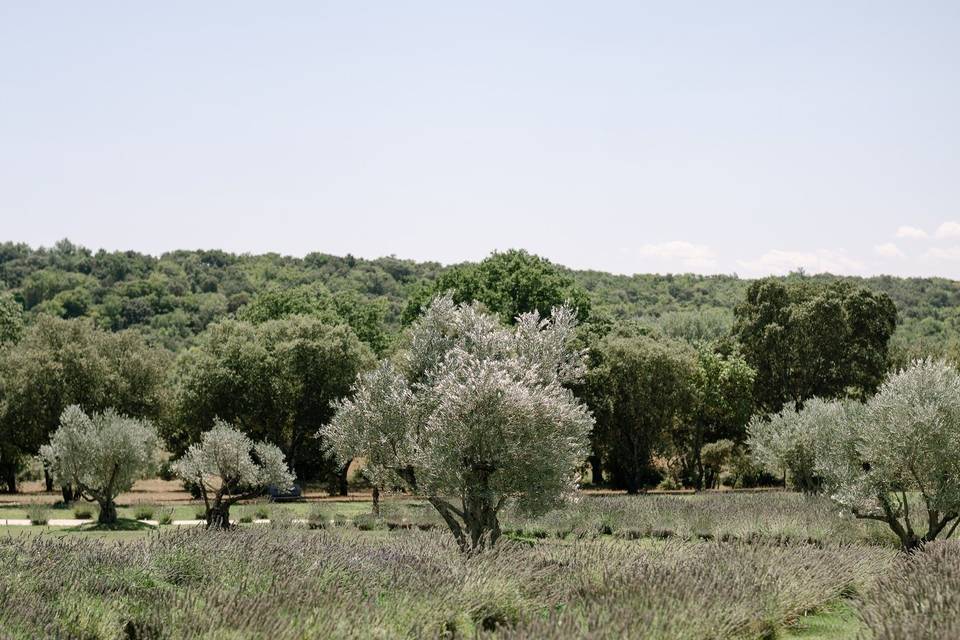 Jardin olivier et lavande