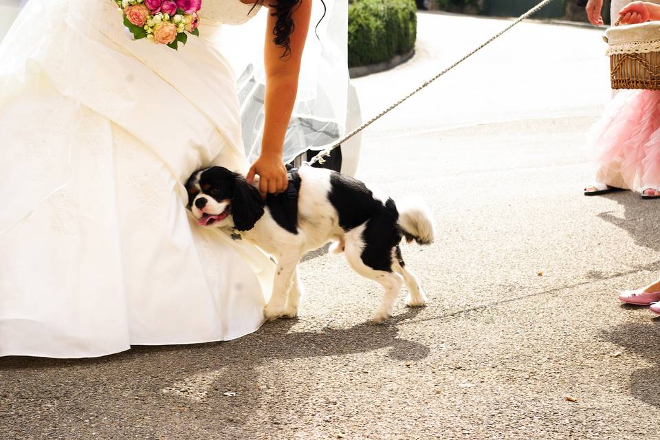 Le chien de lauriane