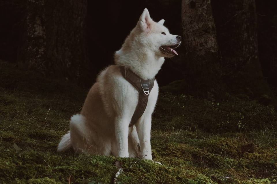 Akita Inu forêt