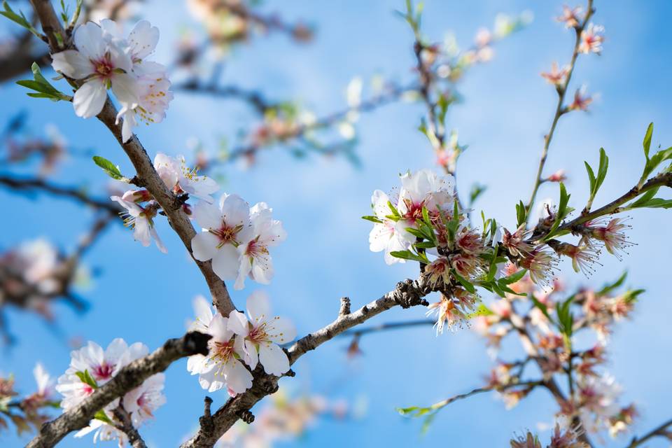 Fleurs