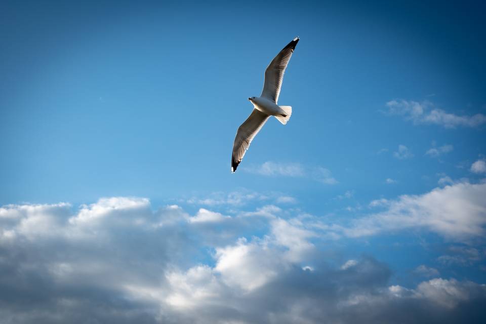 Envole