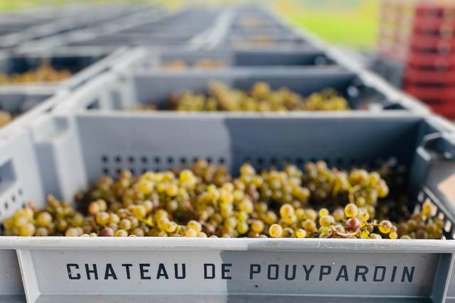 Vendanges à la main