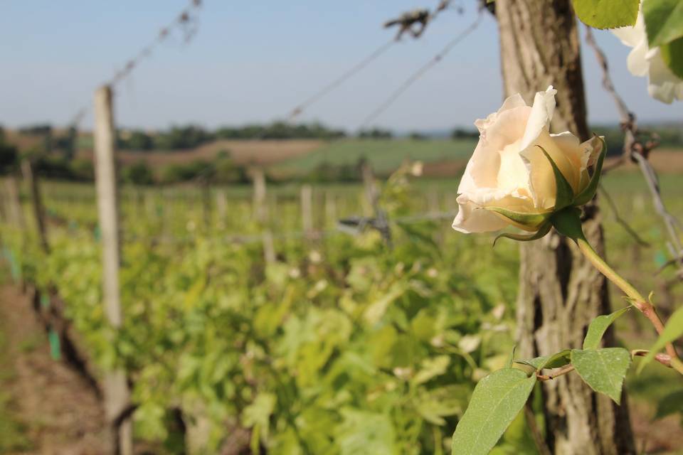 Vignoble