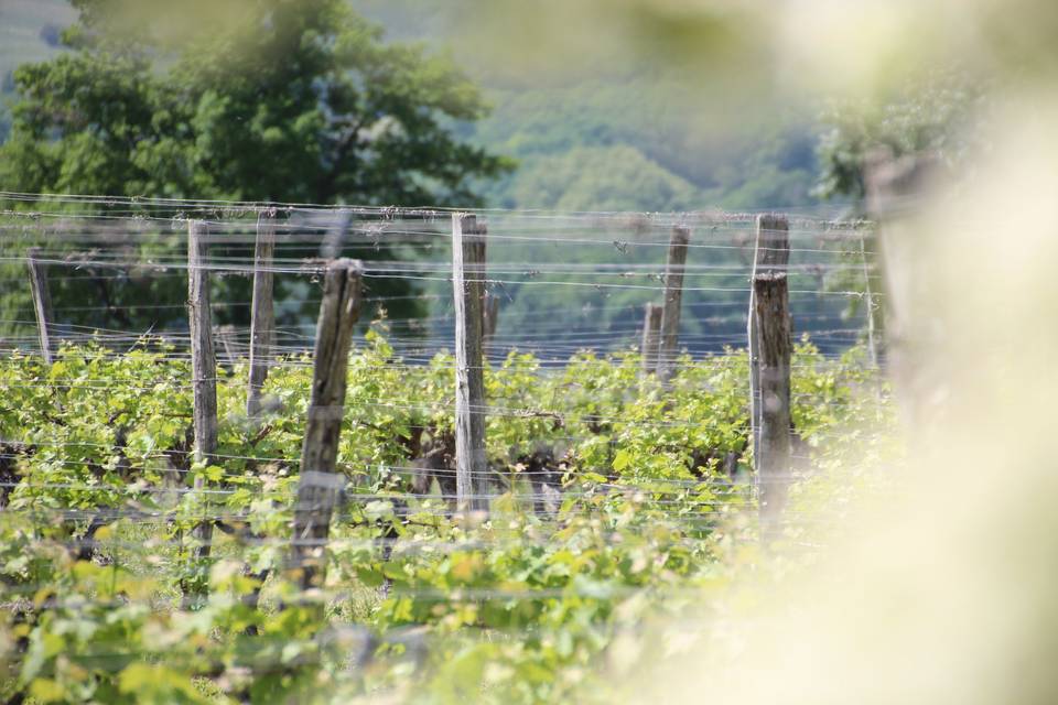 Vignoble