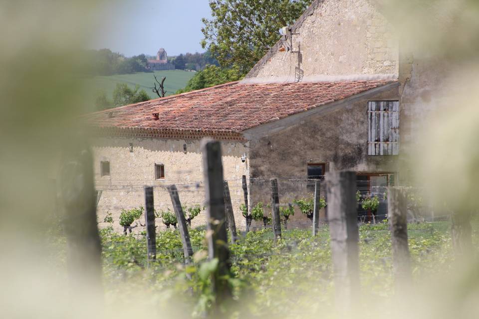 Vignoble