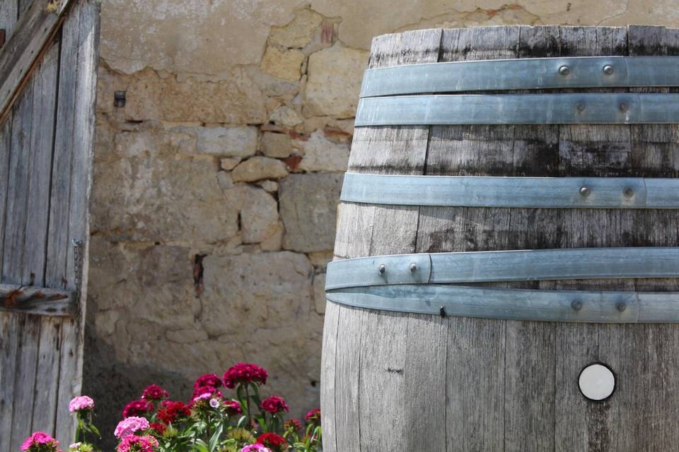 Vignoble