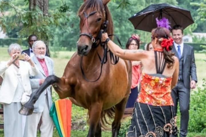 Horse Connect40 Events