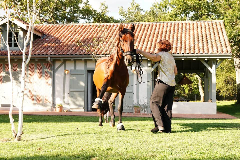 Horse Connect40 Events