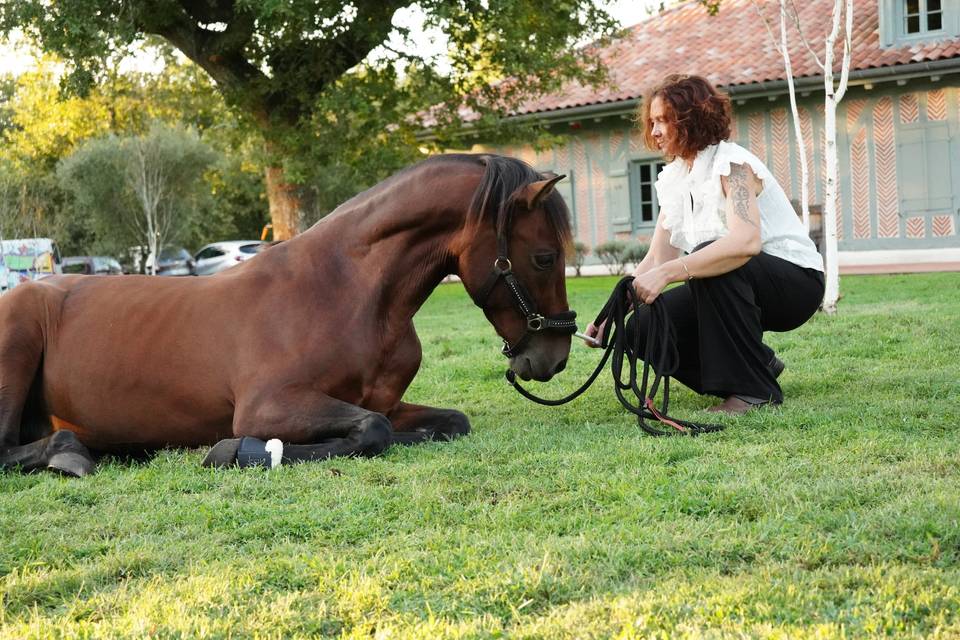 Horse Connect40 Events