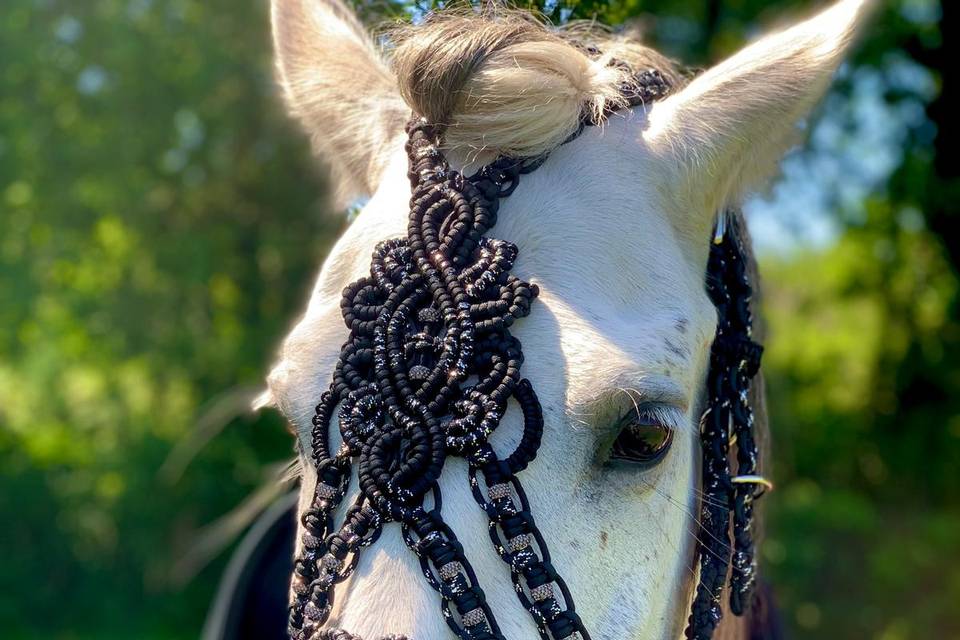 Horse Connect40 Events