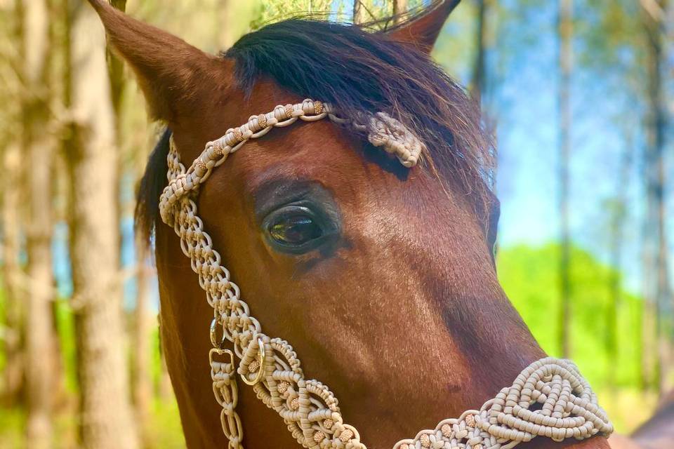 Horse Connect40 Events
