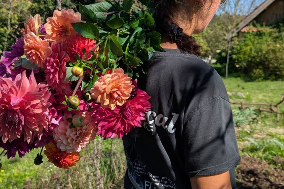 Récolte de dahlias
