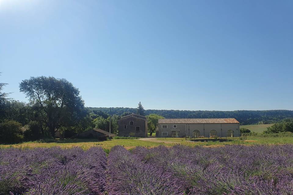 Domaine Cassan vu des lavandes