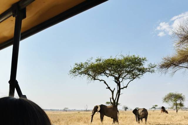 Expérience Safari éthiques