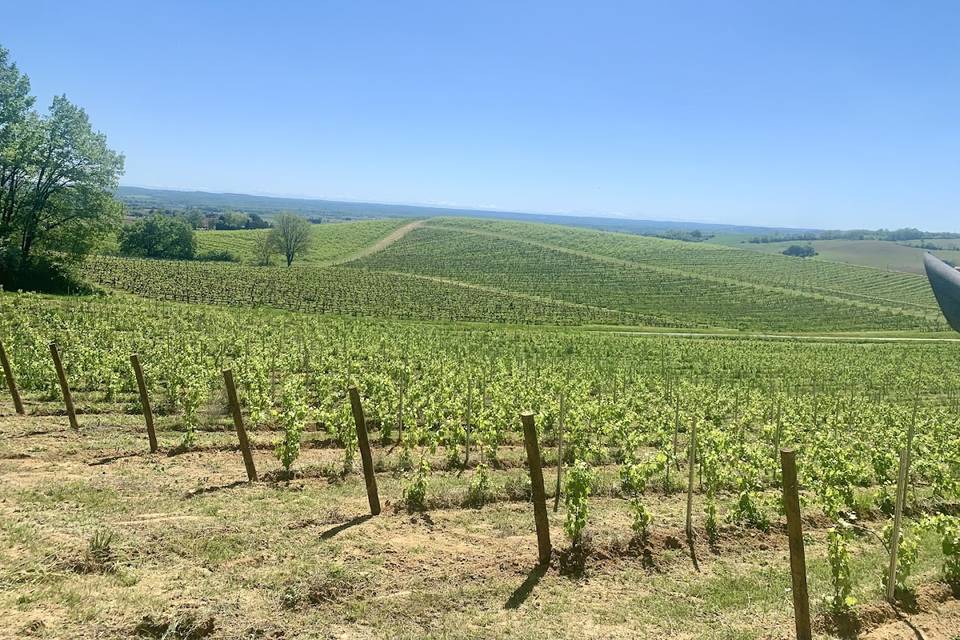 Vignobles