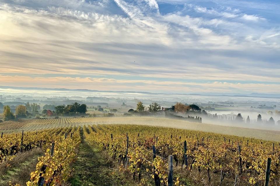 Vignobles