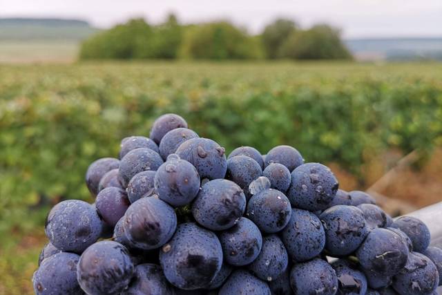Pinot Meunier