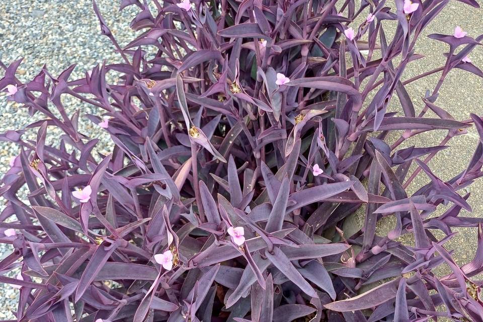 Détail floraison