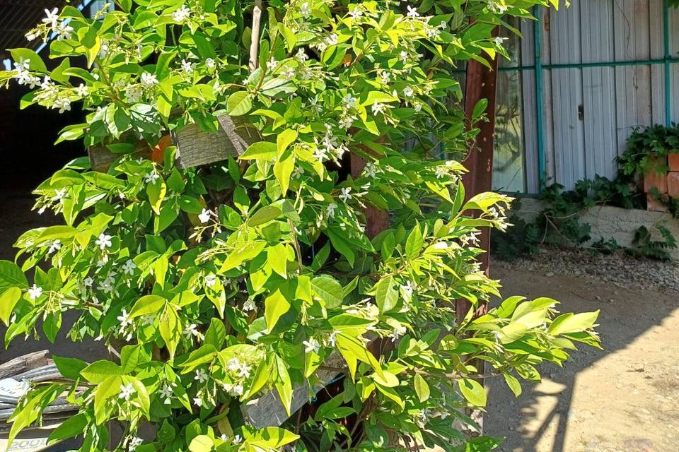 Jasmin hautes Pyrénées