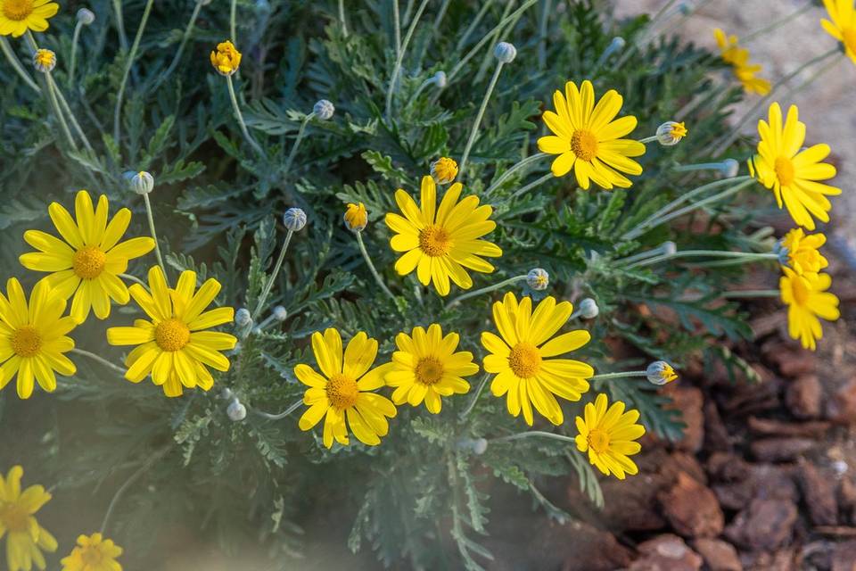 Jardin paysager