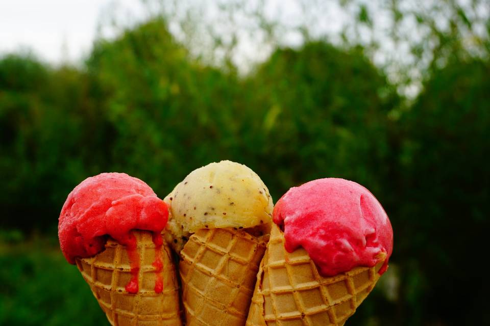 Maxifruit - Sorbets fermiers