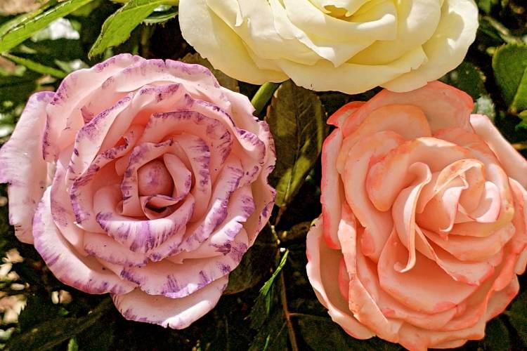 Rose porcelaine froide