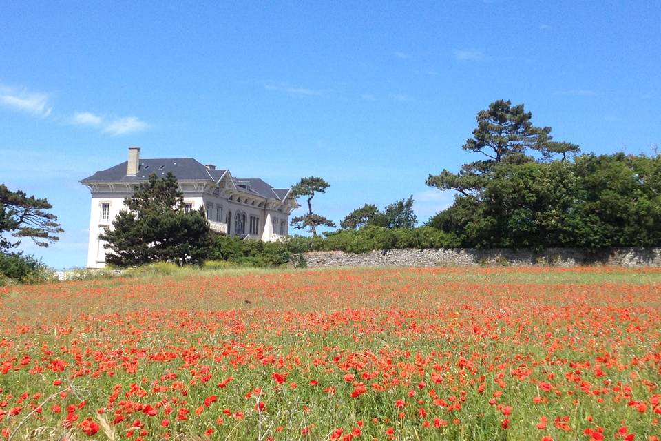 Coquelicots