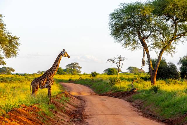 Un safari en pleine nature