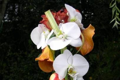 Orchidées