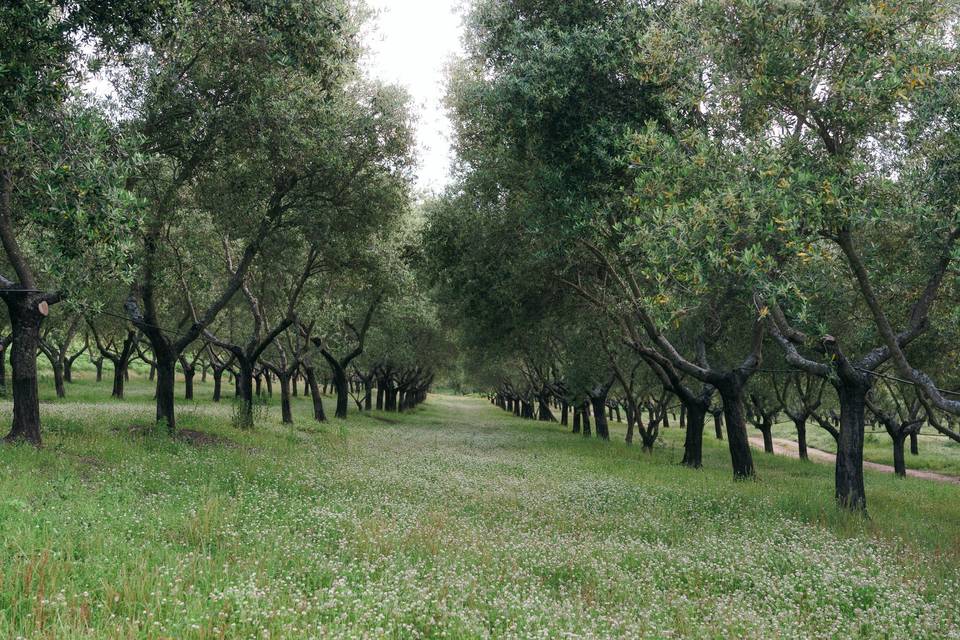 Domaine Acciola
